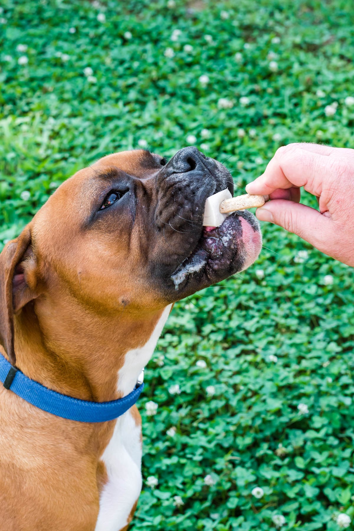 feeding a dog pupsicle with a milk bone stick