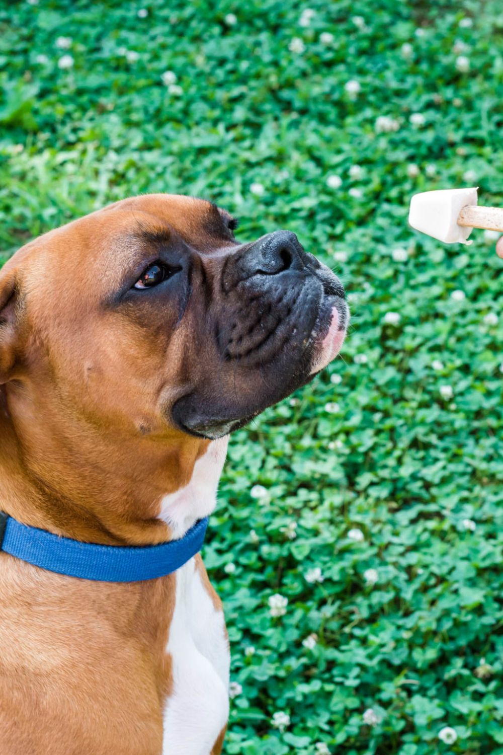 owner of dog holding an ice cream treat to give to puppy
