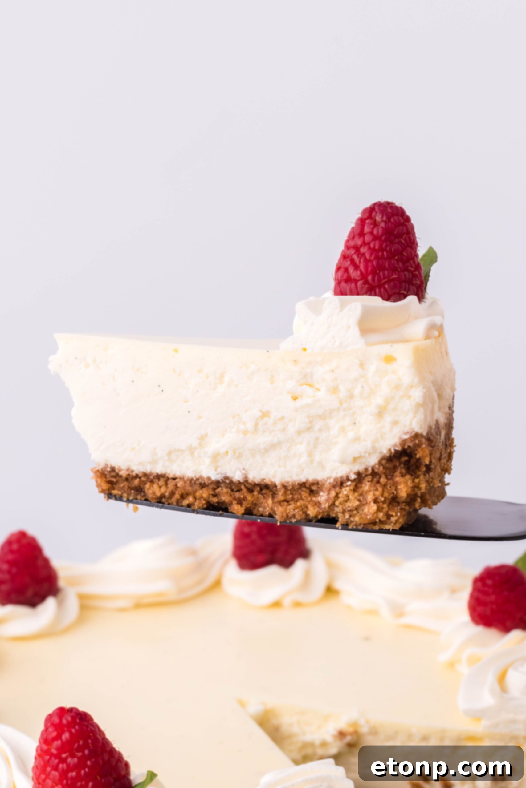 Velvet Vanilla Bean Cheesecake 11 Another mouthwatering close-up of the vanilla bean cheesecake, ready to be enjoyed.