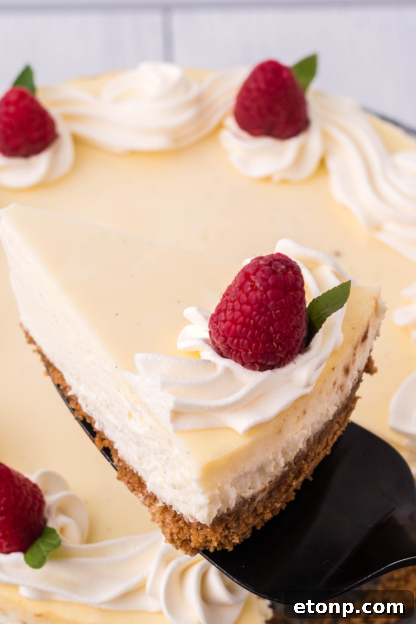 Velvet Vanilla Bean Cheesecake 9 A closer view of a prepared vanilla bean cheesecake, showing its luxurious appearance.