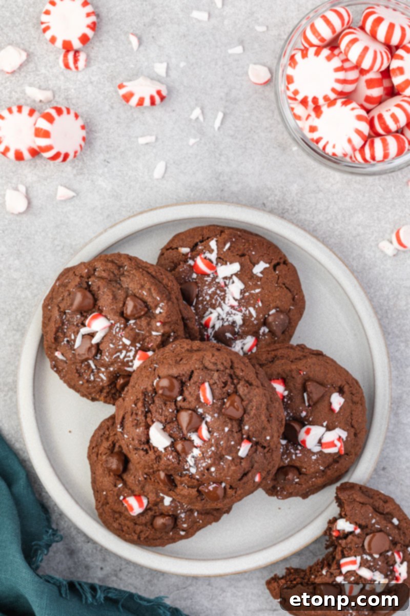 An overhead view of five perfectly round Chocolate Peppermint Cookies on a simple white plate, with a soft teal linen subtly visible in the background.