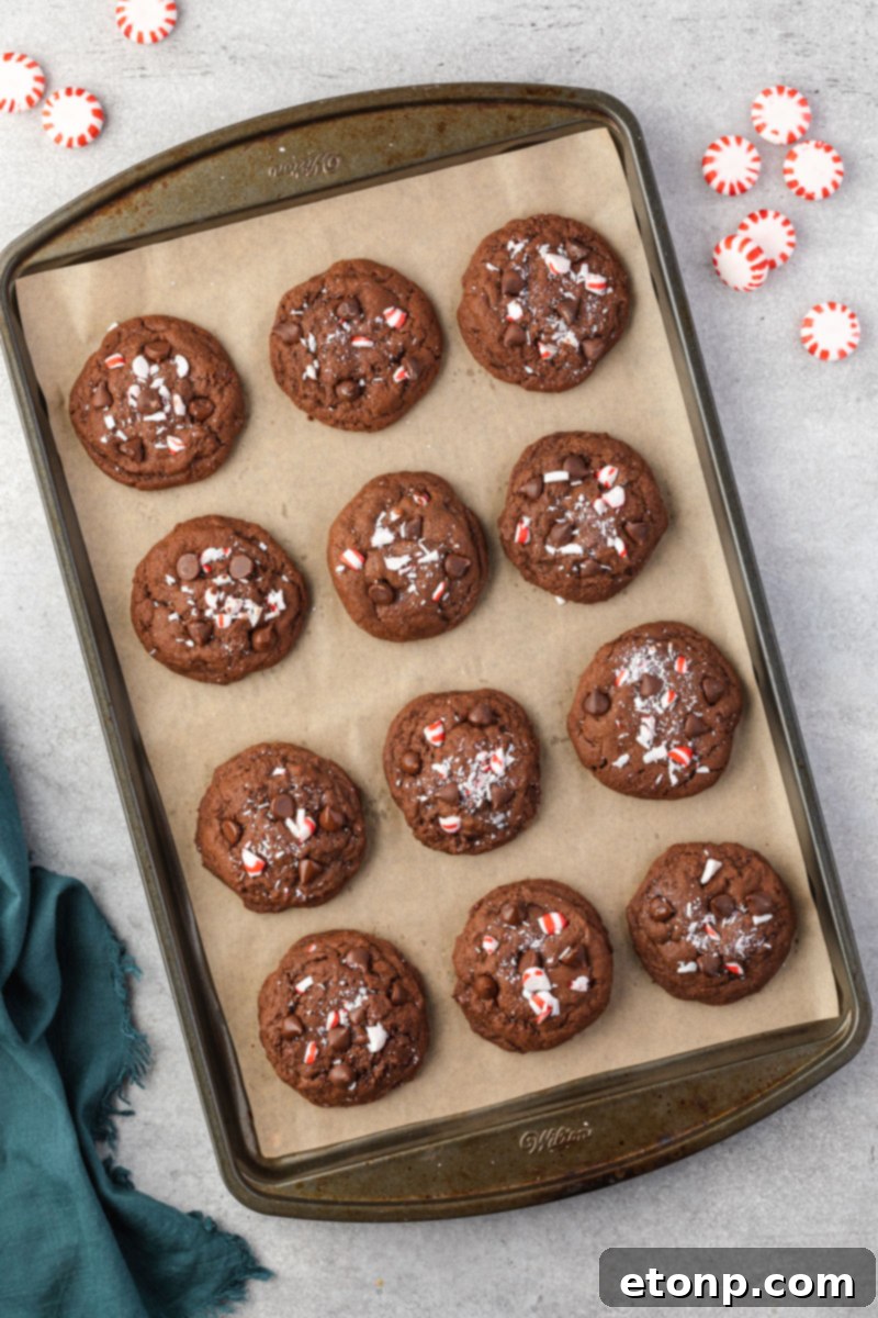 An overhead shot of freshly baked Chocolate Peppermint Cookies cooling on a baking sheet, ready to be enjoyed.