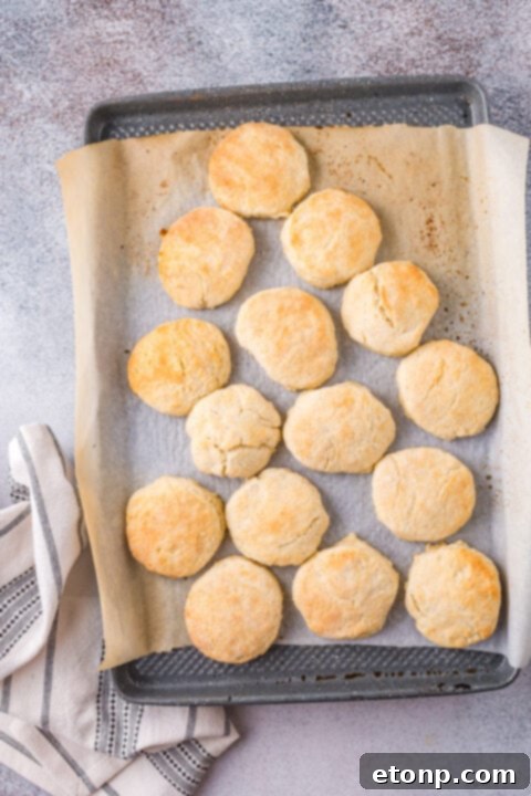 Step-by-step image of cutting biscuits from the dough using a round biscuit cutter.