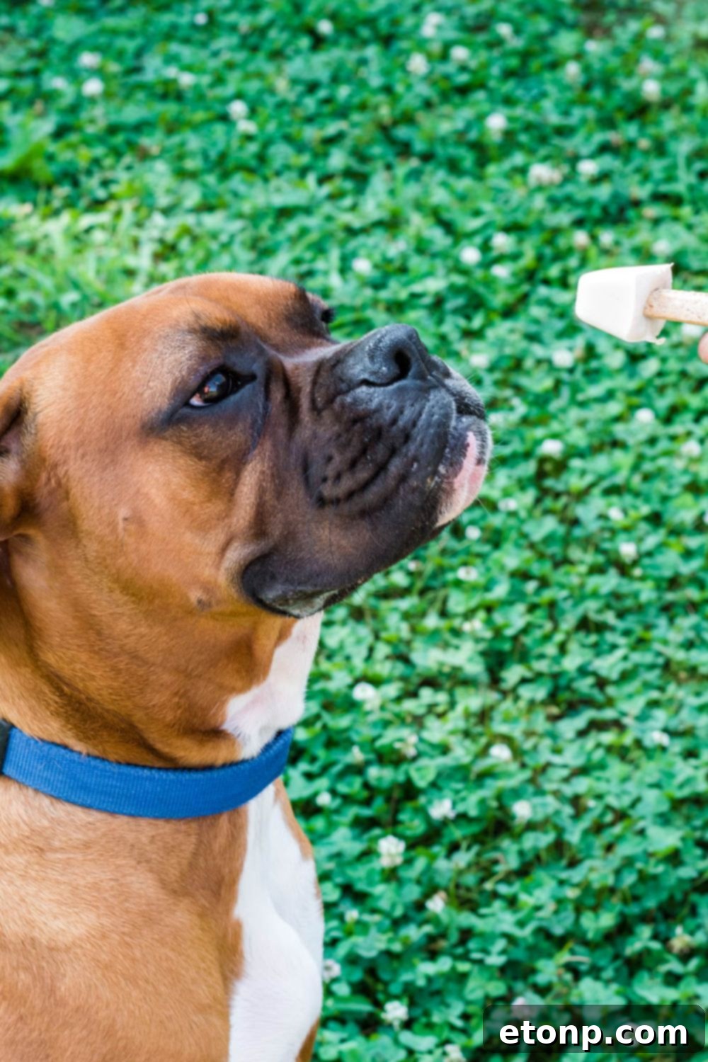 owner of dog holding an ice cream treat to give to puppy