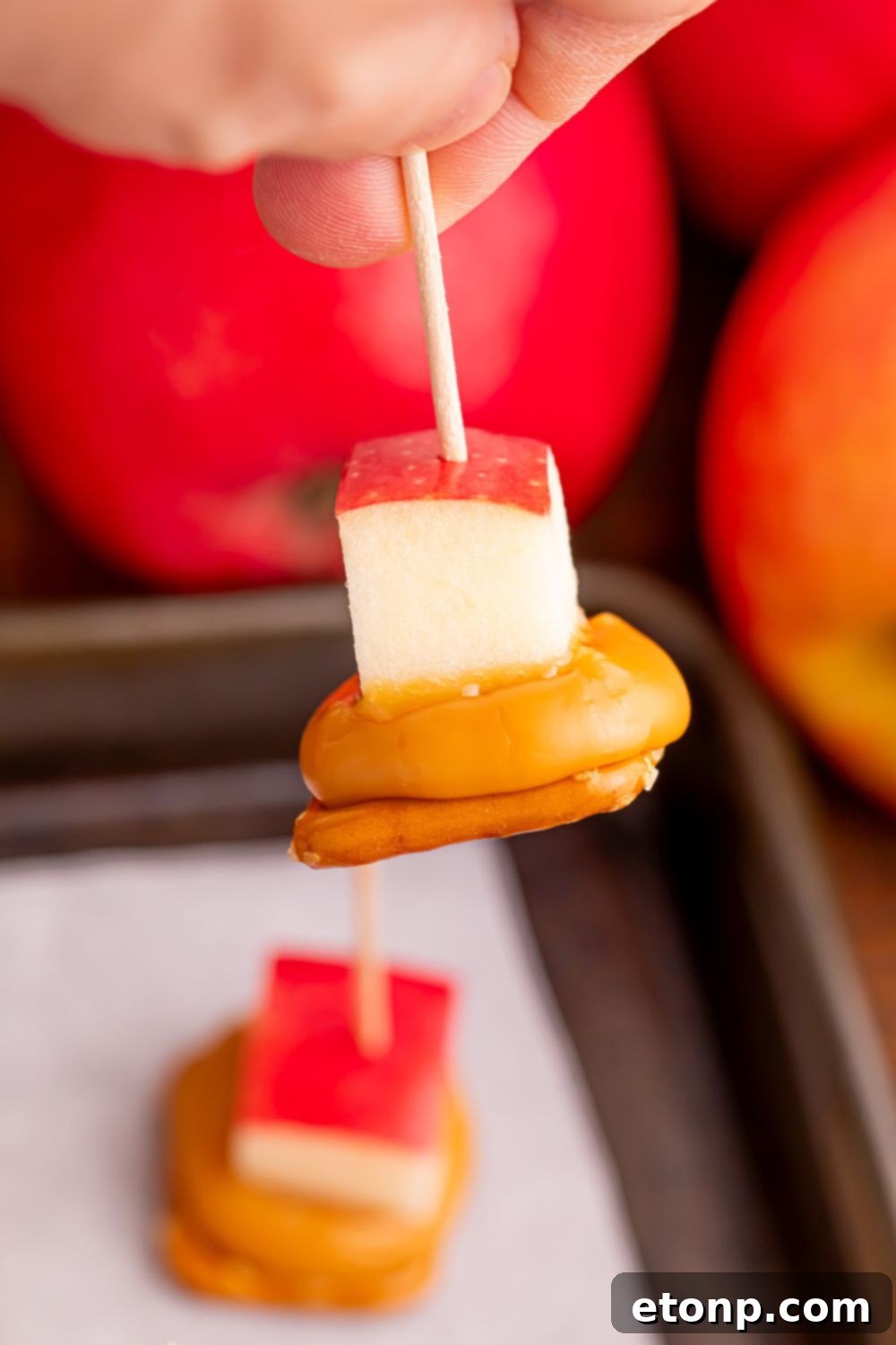 Sweet and Salty Caramel Apple Pretzel Bites 11 Caramel Apple Pretzel Bite being held in hand with toothpick with tray of more on table and apples around the tray