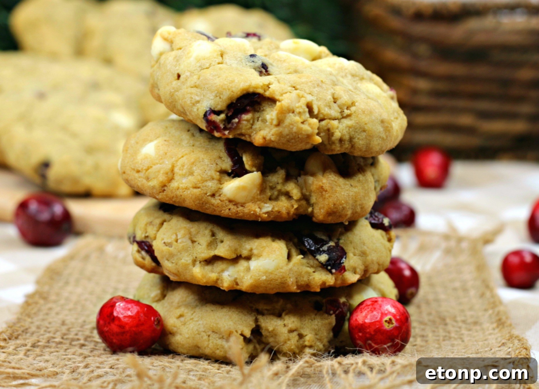An extreme close-up of a Cranberry White Chocolate Oatmeal Cookie, pulled apart to reveal its soft, moist interior and abundance of cranberries and white chocolate chips.