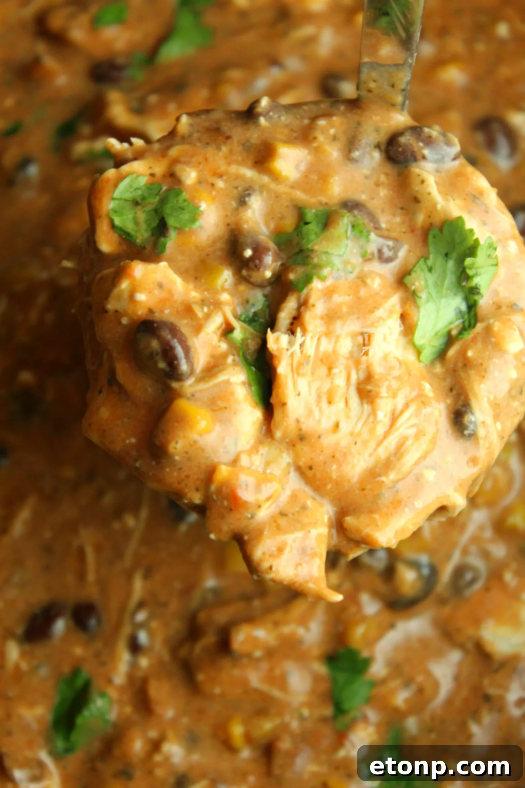 Creamy Slow Cooker Chicken Chili with Cream Cheese 7 A serving of Slow Cooker Cream Cheese Chicken Chili in a white bowl with a spoon, ready to be eaten.