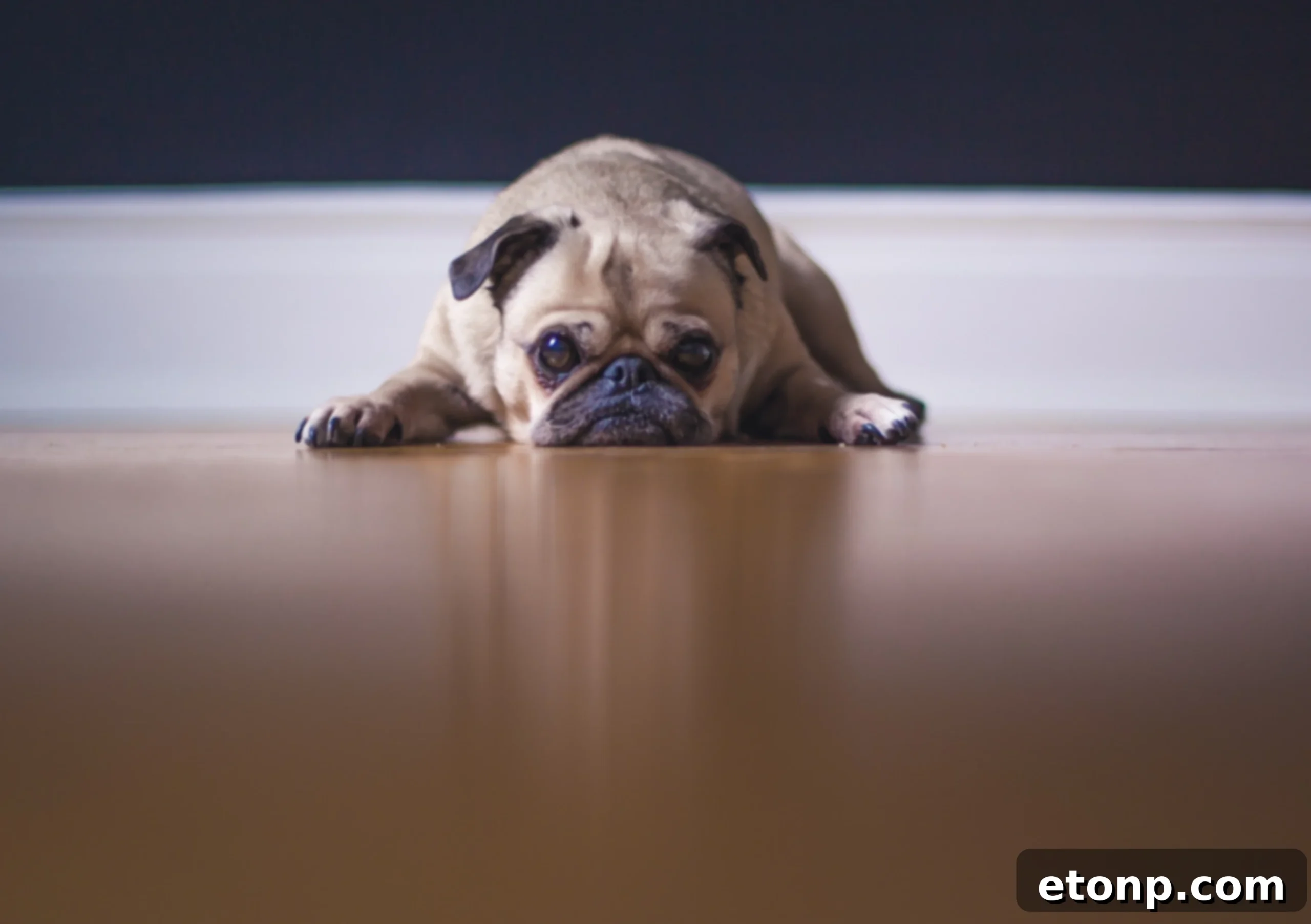 Dog looking jealous as owner gives attention to a toy, illustrating canine emotions.